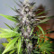 LSD-25 Auto feminisierte Samen
