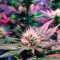 Mango Sapphire (Humboldt Seeds Organization) Cannabis-Samen