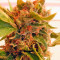 Psicodelicia (Sweet Seeds) Cannabis-Samen