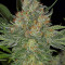 Serious Kush (Serious Seeds) Cannabis-Samen