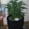 Stardawg Auto (Fast Buds) Cannabis-Samen