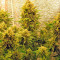 S.A.D. Sweet Afgani Delicious Auto (Sweet Seeds) Cannabis-Samen