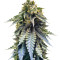 Chocolate Mint OG (Humboldt Seeds Organization) Cannabis-Samen