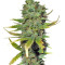 Super Skunk (Sensi Seeds) Cannabis-Samen