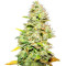 White Widow (Medical Seeds) Cannabis-Samen