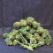 Pineapple Express Auto feminisierte Samen (Fast Buds)