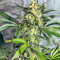 White Widow regular (Dutch Passion) Cannabis-Samen