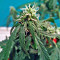 Fruit Punch Auto feminisiertes Saatgut (Heavyweight Seeds)