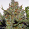 Green Crack Auto (Fast Buds) Cannabis-Samen