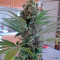 OG Kush regular (Humboldt Seeds Organization) Cannabis-Samen