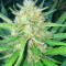 Sugar Candy feminisierte Samen (Delicious Seeds)