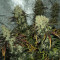 Y Griega (Medical Seeds) Cannabis-Samen