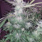 Alaskan Ice (GHS) Cannabis-Samen