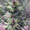 Devil Cream Auto (Sweet Seeds) Cannabis-Samen
