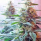 Ladyburn 1974 (GHS) Cannabis-Samen