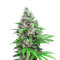 Killer Kush F1 Fast Version (Sweet Seeds) Cannabis-Samen