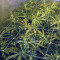 2046 (Medical Seeds) Cannabis-Samen