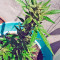 Afghan Kush Ryder Auto strain