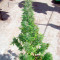Auto Durban Poison (Dutch Passion) Cannabis-Samen