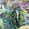 Orange Hill Special (Dutch Passion) Cannabis-Samen