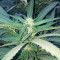 Sugar Candy feminisierte Samen (Delicious Seeds)