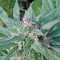 Serious 6 (Serious Seeds) Cannabis-Samen