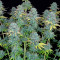 Serious Happiness (Serious Seeds) Cannabis-Samen