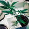 Supreme Durban CBD (Nirvana Seeds) Cannabis-Samen