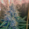 Cream Mandarine F1 Fast Version (Sweet Seeds)