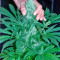 El Niño (GHS) Cannabis-Samen