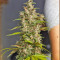 Ice Cool Auto (Sweet Seeds) Cannabis-Samen