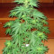 Jack La Mota (Medical Seeds) Cannabis-Samen