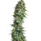 Fruit Spirit (RQS) Cannabis-Samen