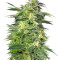 Killer Kush Auto (Sweet Seeds) Cannabis-Samen