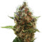 Lucid Bolt (Paradise Seeds) Cannabis-Samen