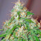 Arjan's Ultra Haze #2 (Mango Haze AUH#2) (GHS) Cannabis-Samen