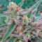 Black D.O.G. (Humboldt Seeds Organization) Cannabis-Samen