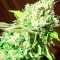 Critical Jack (Dinafem Seeds) Cannabis-Samen