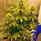Dream Machine (Heavyweight Seeds) Cannabis-Samen