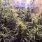 Lemon Kush (Female Seeds) Cannabis-Samen