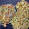 Moby Dick #2 (Dinafem Seeds) Cannabis-Samen