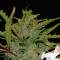 SexBud (Female Seeds) Cannabis-Samen