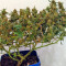 Sugar Mango Ryder Auto (World of Seeds) Cannabis-Samen