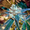 UK Cheese Auto (Humboldt Seeds Organization) Cannabis-Samen