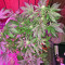 Ketama (World of Seeds) Cannabis-Samen