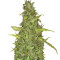 Anubis (Pyramid Seeds) Cannabis-Samen