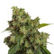 Auto Xtreme (Dutch Passion) Cannabis-Samen