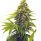Point of No Return regular (Mandala Seeds) Cannabis-Samen