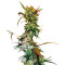 VIP Haze (VIP seeds) Cannabis-Samen