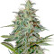 White Lemon (Strain Hunters) Cannabis-Samen